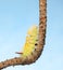 Hairy yellow caterpillar climb up