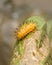 Hairy yellow color caterpillar on green leaves.