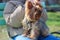 Hairy Yorkshire dog sits on a bench in the hands of the mistress