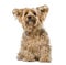 Hairy Yorkshire Terrier 9 years old