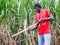 Haitian man on sugar cane plantation