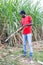 Haitian man on sugar cane plantation