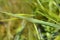 Hakone grass