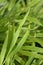 Hakone grass Sunflare