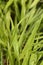 Hakone grass Sunflare