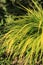 Hakonechloa macra `All Gold`