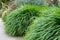 Hakonechloa macra or japanese forest grass or hakone grass