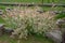 Hakuro nishiki, Japanese dappled willow, Salix integra on rainy day