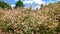 Hakuro nishiki or whole-leaved willow close-up sways in the wind.