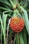 Hala fruit (Pandanus tectorius)