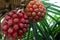 Hala fruit, Pandanus tectorius. Exotic tropical fruit