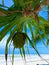 Hala fruit, or Pandanus tectorius, on a palm. Close up. Blue sky