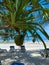 Hala fruit, or Pandanus tectorius, palm tree on a beach. Blue sky. Beach view