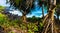 Hala Tree Forest on Kauiau Point