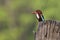 Halcyon smyrnensis, white throated kingfisher, Nepal