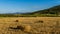 Hale bales in the field