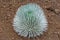 Haleakala silversword Argyroxiphium sandwicense or Ahinahina in Hawaiian language