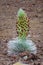 Haleakala silversword Argyroxiphium sandwicense in full bloom
