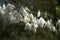 Halesia diptera var. magniflora