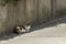 A half-asleep calico cat rests peacefully in a shade near a high concrete fence on the edge of an asphalt road. Outskirts of Bern