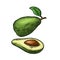 Half avocado with seed. Vector vintage engraving color