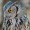 Half blind western screech owl eyeballing lunch