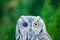 Half blind western screech owl at the Rio Grande Zoo in the Albuquerque Biopark in New Mexico