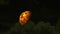 Half blood moon rise on night sky and white cloud moving pass