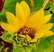 half-blooming sunflowers in the garden