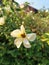 Half blooming yellow flower with honey bee inside