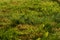 Half-blurred green grass in the garden, illuminated by the morning autumn sun.