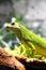 Half body iguana stands on the rock