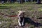 A half-breed dog plays free at the park, chases the ball, grabs it and brings it back.