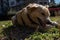 A half-breed dog plays free at the park, chases the ball, grabs it and brings it back.