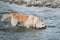 Half breed of Siberian husky and white Swiss shepherd. Spend time with dog by the water. White fluffy large mongrel stands by