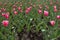 Half circle of flowering bright pink tulips