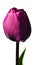 Half closed purple tulip flower of Negrita hybrid