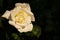 Half closed white rose with dark background