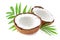 half coconut with green leaves isolated on white background