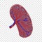 Half cut spleen icon, realistic style