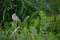 Half Dandelion Green Background Bokeh