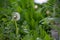 Half Dandelion Green Background Bokeh