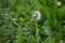 Half Dandelion Green Background Bokeh