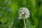 Half Dandelion Green Background Bokeh