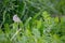 Half Dandelion Green Background Bokeh