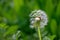 Half Dandelion Green Background Bokeh