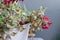 Half-Dead and shriveled plant Pelargonuim, in a plastic pot, on