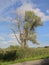 Half dead willow tree in the marsh in Bourgoyen nature reserve, Ghent, Flanders