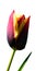 Half developed bicolour tulip flower, Gavota hybrid, with violet to magenta petal center