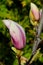 Half developed pink to white Magnolia flowers blooming during spring season, daylight sunshine.